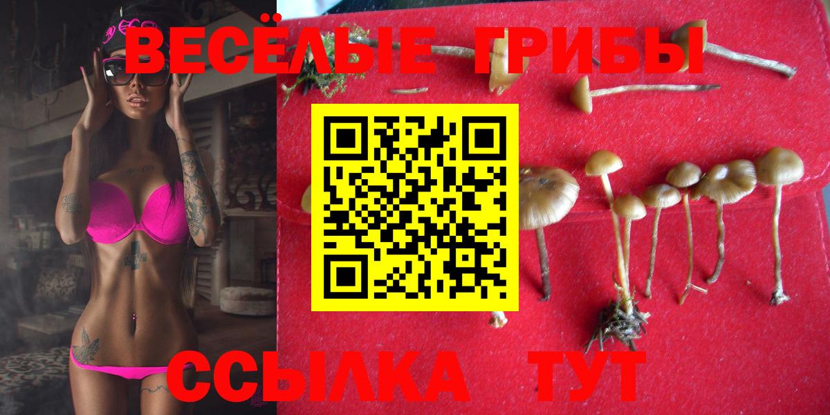 Галлюциногенные грибы Psilocybine cubensis Муром
